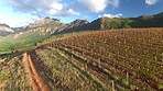 Autumn over the vineyards