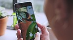 Phone, woman and taking pictures of caterpillar on plant in home. Photography, mobile and female taking a photo of insect on leaf with smartphone for social media post, internet or web blog in house.
