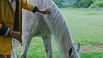 Woman, hand and touching horse, farm and ranch in nature, forest or farm while eating grass, grazing and relax outdoor. Female, animal and cowgirl relaxing on the countryside with equestrian on ranch