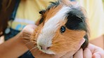 Girl, hands and hamster in zoo, nature or garden outdoors in park. Petting zoo, animal and happy teenager holding cute guinea pig for learning, education and having fun, bonding and playing outside.
