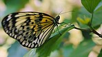 Beauty, peace and butterfly on nature leaf in tropical rainforest, floral flower garden or natural jungle. Sustainability, spring ecosystem environment and freedom of insect relax on green park plant