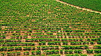 Aerial, farm and sustainability with organic crops in an empty field for natural agriculture from above. Overhead drone, earth and farming with green growth in a sustainable agricultural environment