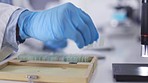 Microscope slides, science and hands with gloves working on dna research, test or analysis in laboratory. Healthcare scientist, microbiology and sample on glass of particles, molecules and virus data