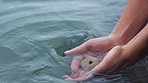 Woman hands with shell in water at the sea, ocean and beach during summer. Person on trvel vacation or holiday finger underwater in nature with small wave in relax, wildlife and tropical weather