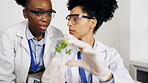 Scientist, teamwork and women with petri dish for plant research, experiment or test. Science, discussion and medical doctors or lab assistant with leaf sample for gmo, sustainability and growth.