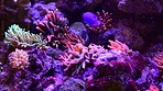 Timelapse, coral reef and fish swimming in ocean, nature and marine life of animals in the sea, water or underwater environment. Florida wildlife and natural or tropical ecosystem with diversity