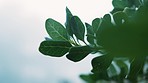 Leaves, tree and closeup in nature, outdoor or growth by misty blurred background in morning. Plants, green and landscape for sustainability, freedom or natural environment at forrest in South Africa