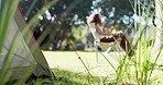 Nature, camp and woman sitting in a park, forest or the woods in the morning to relax with fresh air. Calm, peace and female person with chair in an outdoor green garden on weekend trip or adventure.