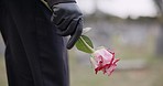 Funeral, cemetery and hands of person with flower for remembrance, ceremony and memorial service. Depression, death and closeup of rose for mourning, grief and loss in graveyard for bereavement