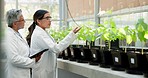 Scientist, plant and teamwork of women for botany research of mentor, student and discussion in greenhouse. Science, leaf and medical professionals in agriculture, farming and check vegetables growth