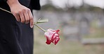 Funeral, cemetery and hands of person with rose for remembrance, ceremony and memorial service. Depression, death and closeup of flower for mourning, grief and loss in graveyard for bereavement