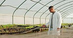 Scientist, man and greenhouse plants, farming and agriculture inspection, quality assurance and check. Science expert or farmer with food security, vegetables development or growth for sustainability