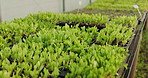 Green, lettuce and plant in greenhouse for agriculture, farming and growth or production of vegetables in soil. Spinach, garden and sustainability in field for growing crop and healthy food on farm