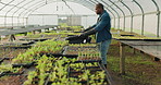 Farm, ecology and a black man in a greenhouse for growth while carrying plants for the season. Agriculture, sustainability and a male farmer at work in a nursery for nature research or conservation