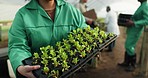 Greenhouse, woman and plant sprouts in tray for agriculture growth and development at sustainable business. Agro farm worker, herbs in soil and vegetable farming with eco friendly food production.