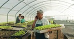 Vegetables in greenhouse, phone call and woman with plants at sustainable small business with sales deal in agriculture. Communication, supply chain and agro farmer with smartphone for networking.