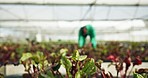 Plant, vegetable garden and blurred background in green house with agriculture, sustainability and leaf. Gardening, farm work and growth with agro and eco friendly project with farmer and gardener