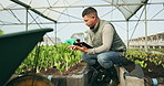 Farmer, tablet and greenhouse plants, farming and gardening or agriculture inspection for data management. Man, seller or entrepreneur for growth, vegetables and typing numbers on digital technology