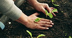 Person hands, plants and gardening in fertilizer for sustainability, eco friendly farming and vegetables in agriculture. farmer with green leaves and soil for growth, development and agro business