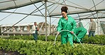 Woman, hose and water in greenhouse, agriculture and vegetables for growth, farming and sustainability. Farmer, irrigation and care for leaves, garden and health of crops, plants and agro development