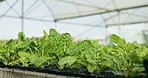 Water, plants and lettuce in greenhouse for farming, agriculture and production or growth of vegetables in soil. Garden, leaves and sustainable farm, field or growing crop of spinach or rocket