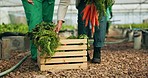 Farmer hands, teamwork and vegetables box in greenhouse, agriculture and sustainability for gardening or farming. People with healthy food, green harvest and basket or container for agro supply chain