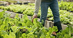 Plant farm inspection, legs and walking person check leaves texture, natural eco field study or agro production investigation. Farming, hands and farmer doing sustainable quality assurance analysis