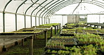 Plants, tray and seedlings in agriculture closeup, vegetables or growth with empty warehouse, sustainability or farming. Saplings, young leaves and garden for agro, crops or ecology for development