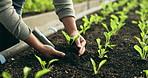 Agriculture, sustainability and hands of farmer on spinach farm working on harvest or organic gardening of vegetables in nature. Soil, closeup and person with nutrition food as natural produce