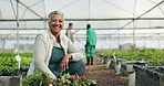 Face, smile of farmer and woman in greenhouse, agriculture and harvest tomato. Portrait, mature and person in plant nursery happy for agro, sustainability and eco friendly growth of vegetables garden