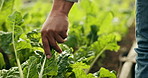 Farm field inspection, hands and person walking doing environment research, sustainable accountability or feel leaf texture. Farming development, plant analysis study and farmer check nature progress