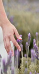 Hand, lavender flower and person walking in garden or nature for calm, peace and aromatherapy from plants. Medicine, sustainability and walking woman in a landscape with natural herbal ecology