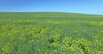 Flying over the fields