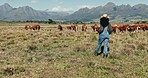 Cattle, farm and woman walk with cows in countryside, grass field or sustainable agriculture and land. Farmer, walking and outdoor farming in natural, environment and work in meadow landscape