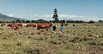 Cattle, farmer and walking to cows in field, countryside and working land in sustainable agriculture. Farm, walk and woman outdoor farming in natural, environment and work in grass meadow landscape