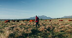 Cows, agriculture and farmer walking on field in sustainability, eco friendly and free range industry. Man, seller or supplier business of animals or cattle on green land or farming for beef or meat