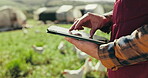 Farmer hands, chickens or tablet for agriculture growth, harvest or poultry livestock research in nature. Closeup person, technology or farm worker in digital quality control, inspection or bird agro