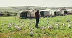 Chicken, farm and man in field for inspection, animal health and sustainable farming. Agriculture, countryside and farmer with checklist walking with livestock for agro business, ecology and poultry