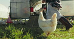 Farm, chicken and a person walking on grass for agriculture, sustainability or natural growth. Field, poultry and countryside with a farmer outdoor in nature for chicken farming on rural land