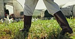 Chicken, farm and legs of farmer in field for inspection, animal health and sustainable farming. Agriculture, countryside and person walking with livestock for agro business, ecology and poultry