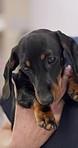 Vet, hands dog holding and closeup for health, wellness and care for animal with kindness, love and zoom in clinic. Doctor, nurse or medic with pet dachshund, help and hug for treatment at hospital