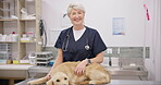 Smile, dog and old woman vet with a stethoscope in a clinic for a healthcare checkup or treatment. Portrait, doctor and a medical veterinarian working in an animal clinic to care for a labrador puppy