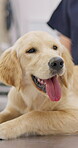 Happy, dog and labrador puppy in vet, clinic or hospital with check at doctor for health, vaccine or wellness. Pet, animal and portrait of golden retriever smile on table with veterinarian or nurse