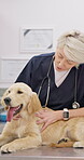 Dog, senior woman vet with stethoscope at a clinic for a healthcare checkup or treatment. Doctor, medical and a veterinarian working in an animal hospital to diagnose or care for a labrador puppy