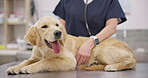 Hands, dog and stethoscope for breathing with a pet at the vet for a healthcare checkup or treatment. Doctor, medical and a veterinarian working in an animal clinic to care for a labrador puppy