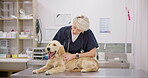 Trust, dog and an old woman vet with stethoscope for the healthcare checkup or treatment of a pet. Doctor, medical and a veterinarian working in an animal clinic to care for a cute labrador puppy