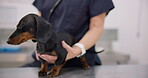 Hands, puppy and stethoscope for breathing with a pet at the vet for a healthcare checkup or treatment. Doctor, medical and a veterinarian working in an animal clinic to care for a dachshund dog