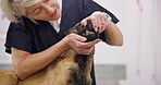 Vet, dog mouth and mature woman check animal teeth, oral wellness or dental for medical help, clinic service or healthcare. Assessment exam, veterinary support and hospital veterinarian test on pet