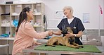 Vet handshake, dog and happy woman, mature doctor or medicine expert smile, hello or thank you for healing animal. Pet care service, veterinary consultation and veterinarian shaking hands with client