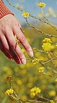 Hand, flower and field closeup on adventure, travel and summer in countryside in grass. Vacation, walking and freedom on holiday with sustainability and nature with calm person and sunshine on trip